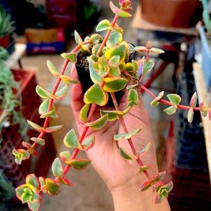 calico succulent plant 2 inch pot